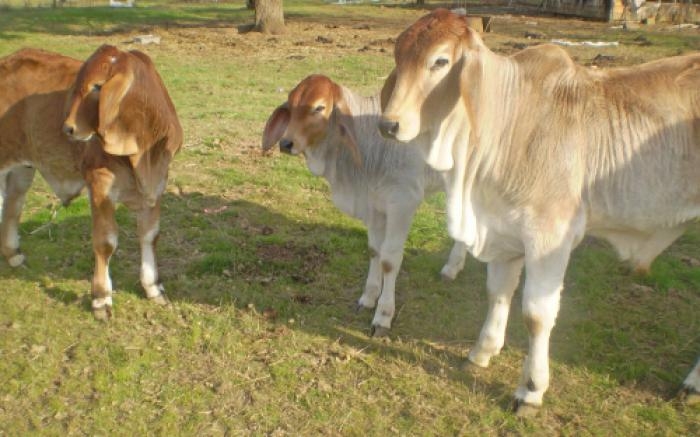 Brahman heifers, holstein ,jersey and angus calves