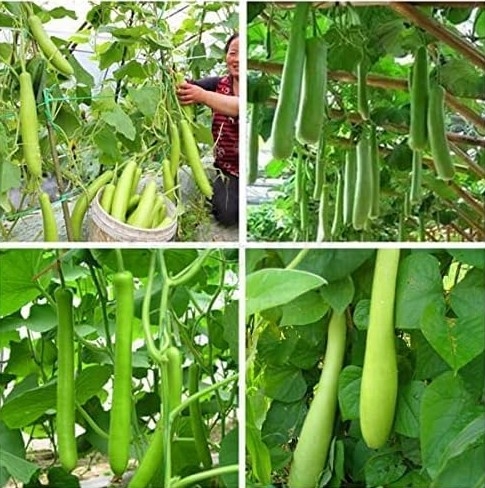 Long Bottle Gourd Seeds for a Healthy Kitchen Gard