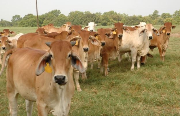 Red-Brahman-Heifers-